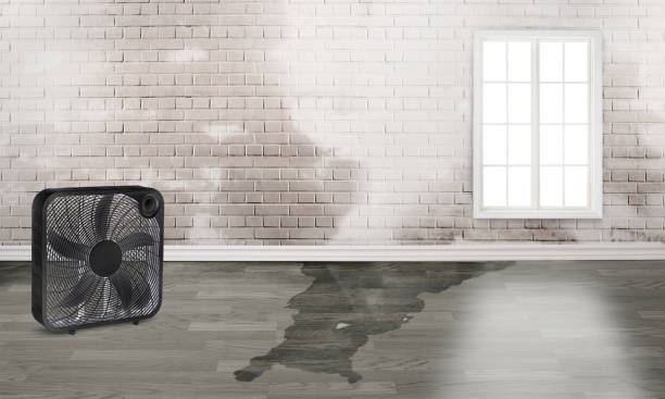 Best Water damage mitigation services  in Atwater, MN